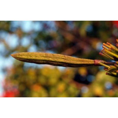 Tecomaria capensis (Thunb.) Spach 