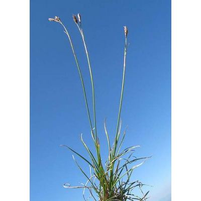 Carex kitaibeliana Degen ex Bech. subsp. kitaibeliana 