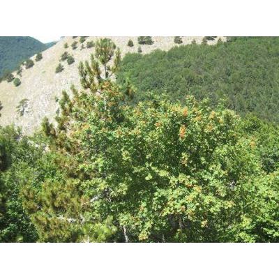 Sorbus aucuparia subsp. praemorsa (Guss.) Nyman 