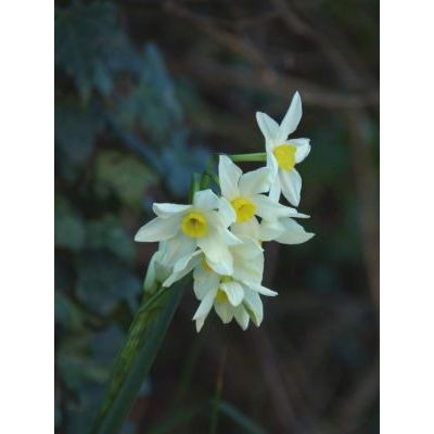Narcissus tazetta subsp. italicus (Ker Gawl.) Baker 