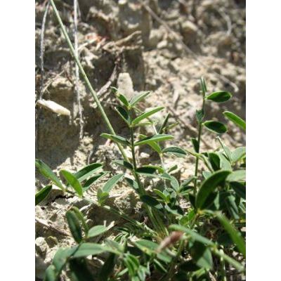 Onobrychis arenaria (Kit.) DC. subsp. arenaria 