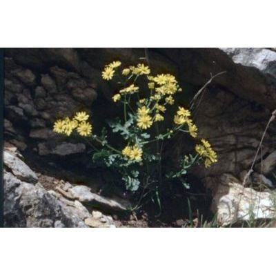 Senecio squalidus subsp. rupestris (Waldst. & Kit.) Greuter 