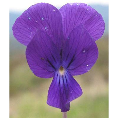 Viola aethnensis Parl. subsp. splendida (W. Becker) Merxm & Lippert 