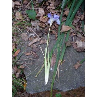 Iris unguicularis Poir. 