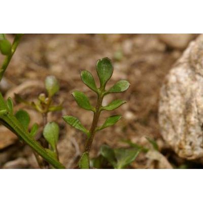 Hornungia alpina (L.) Appel 