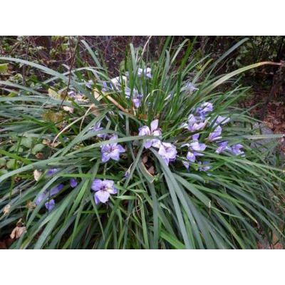 Iris unguicularis Poir. 