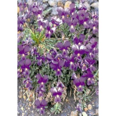 Viola aethnensis subsp. calabra (A. Terracc.) Peruzzi 