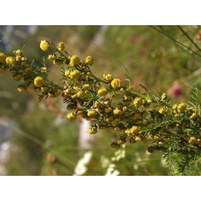 Artemisia chamaemelifolia Vill. subsp. chamaemelifolia 