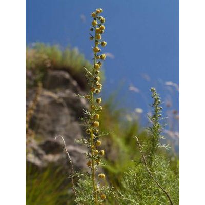 Artemisia chamaemelifolia Vill. subsp. chamaemelifolia 