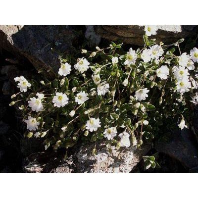 Cerastium latifolium L. 