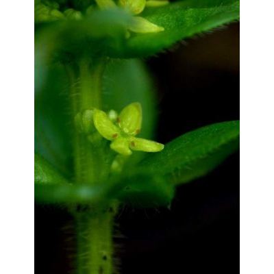 Cruciata glabra (L.) Ehrend. subsp. hirticaulis (Beck) Natali & Jeanm. 