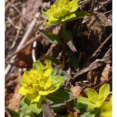 Euphorbia verrucosa L. 
