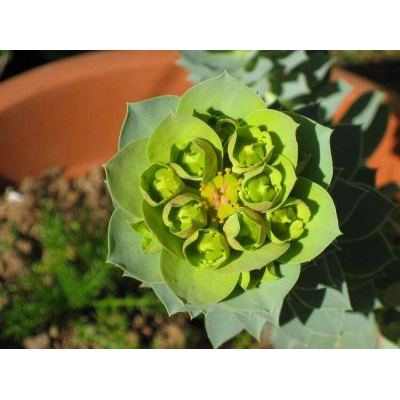 Euphorbia myrsinites L. 