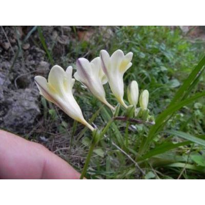 Freesia alba (G. L. Mey.) Gumbl. 