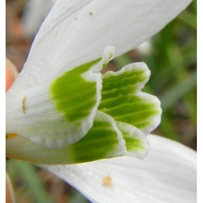 Galanthus reginae-olgae subsp. vernalis Kamari 