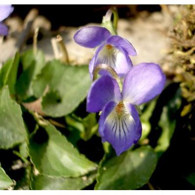 Viola alba Besser subsp. alba 