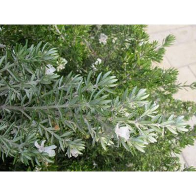 Westringia fruticosa (Willd.) Druce 