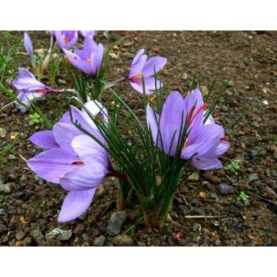 Crocus sativus L. 