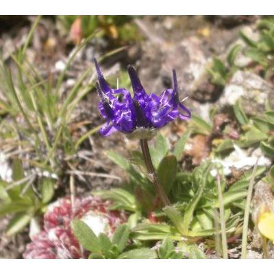 Phyteuma globulariifolium Sternb. & Hoppe 