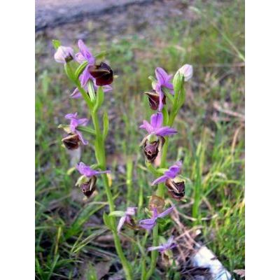 Ophrys scolopax Cav. 