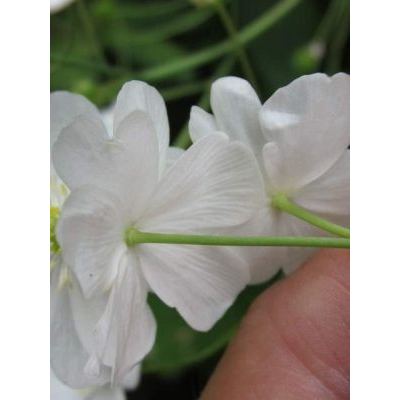 Ranunculus platanifolius L. 