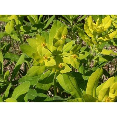 Euphorbia hyberna L. 