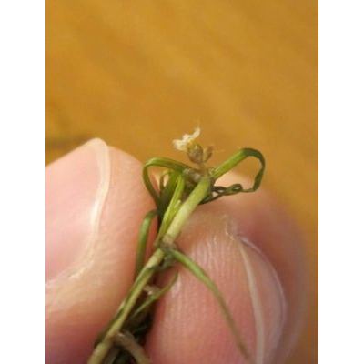 Zannichellia palustris L. 