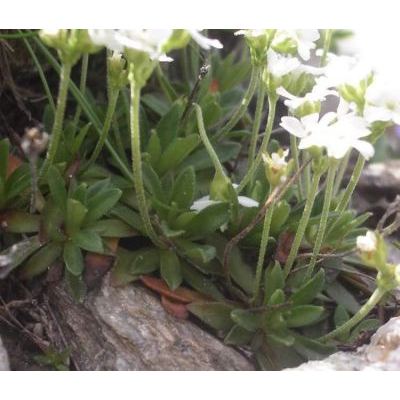 Androsace obtusifolia All. 