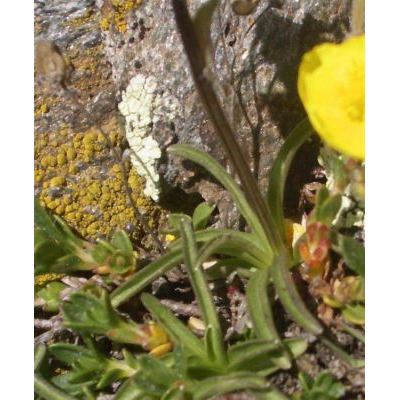 Phyteuma globulariifolium Sternb. & Hoppe 