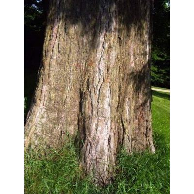 Sequoiadendron giganteum (Lindl.) J. Buchholz 