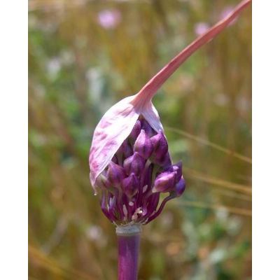 Allium atroviolaceum Boiss. 