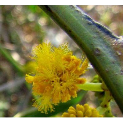 Acacia saligna (Labill.) H. L. Wendl. 