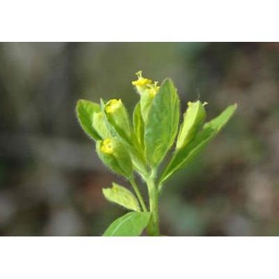Euphorbia carniolica Jacq. 