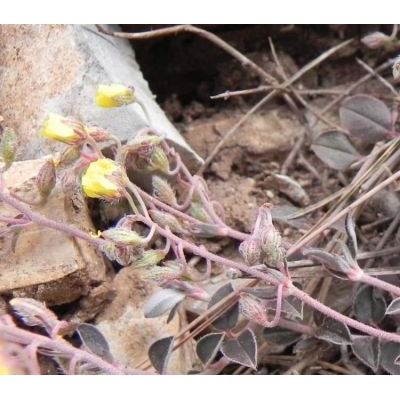 Helianthemum cinereum (Cav.) Pers. subsp. rotundifolium (Dunal) Greuter & Burdet 