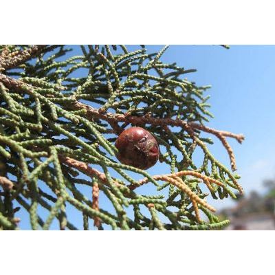 Juniperus turbinata Guss. 