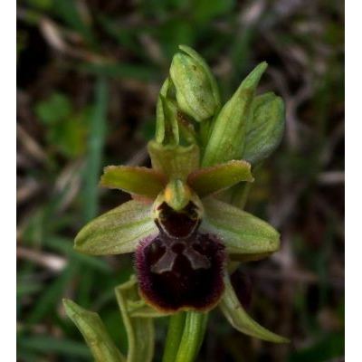 Ophrys minipassionis Romolini & Soca 