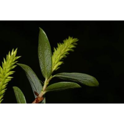 Salix triandra L. 