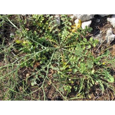 Brassica tournefortii Gouan 
