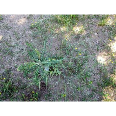 Brassica tournefortii Gouan 