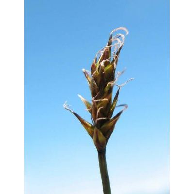 Carex davalliana Sm. 