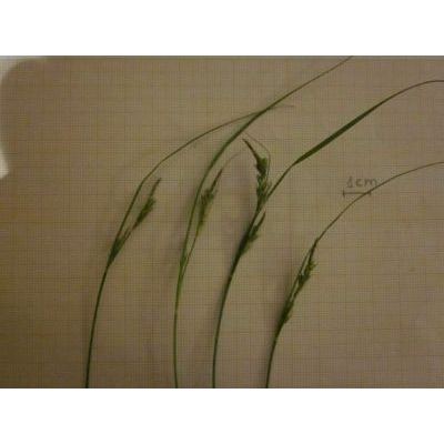 Carex distachya Desf. 
