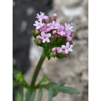 Centranthus calcitrapae (L.) Dufr. subsp. calcitrapae 