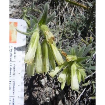 Onosma echioides subsp. canescens (J. Presl & C. Presl) Peruzzi & N. G. Passal. 