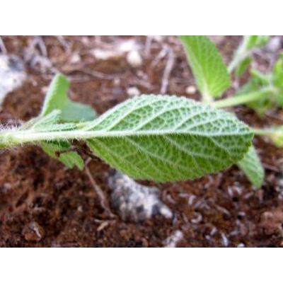 Salvia viridis L. 