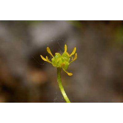 Ranunculus parviflorus L. 