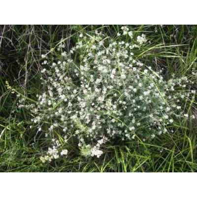 Dorycnium pentaphyllum subsp. germanicum (Gremli) Gams 