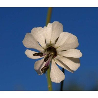 Silene vulgaris (Moench) Garcke subsp. tenoreana (Colla) Soldano & F. Conti 