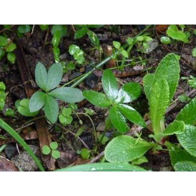 Helleborus viridis L. subsp. viridis 
