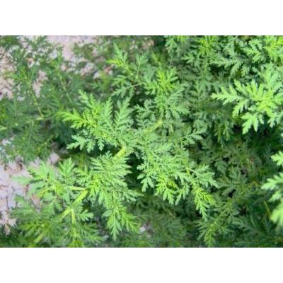 Artemisia annua L. 