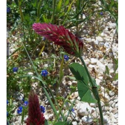 Trifolium incarnatum L. 